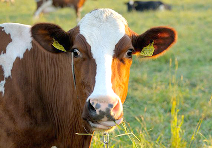 USDA say they will not compensate farmers whose cows were poisoned by Monsanto pesticides on nearby crops