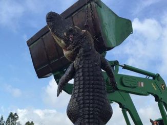 Alligator