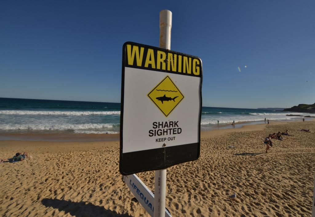 A pro surfer is in serious but stable condition after being mauled by a shark in Australia