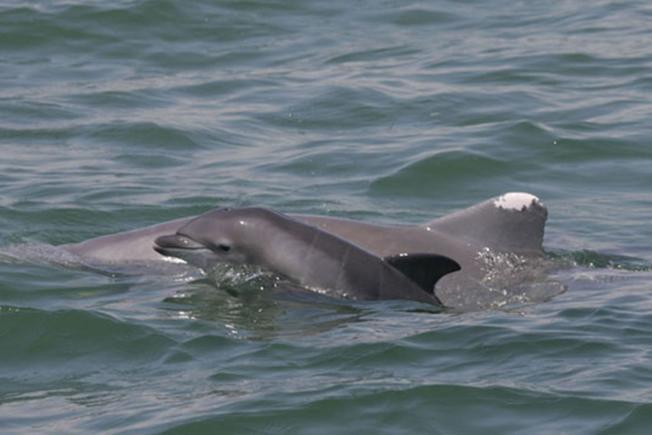 BP's Gulf Oil Spill Behind Deaths Of Baby Dolphins