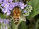 Bee-Killing Chemical To Be Phased Out By Major Pesticide Brand