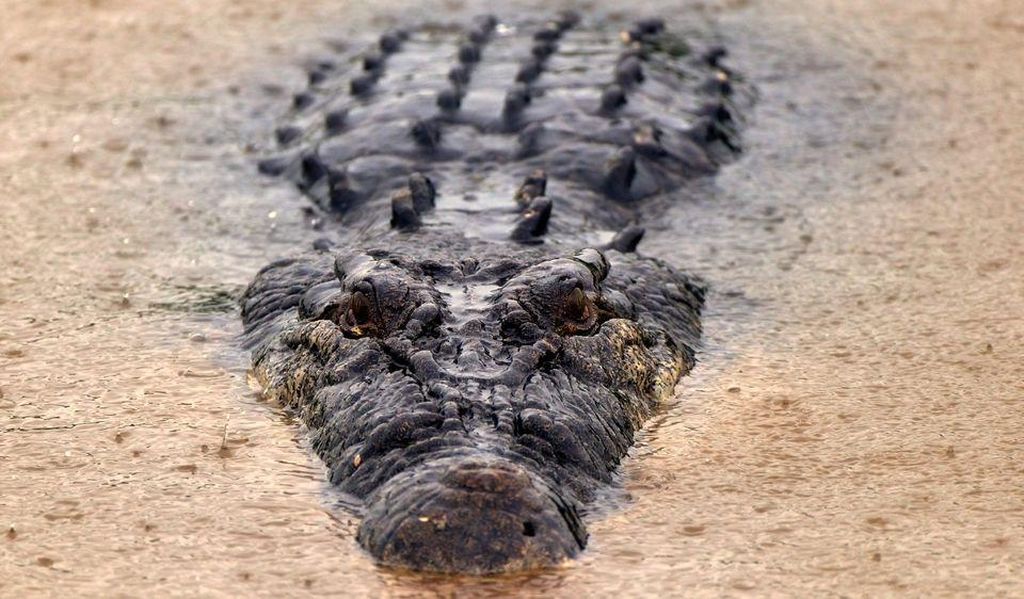 crocodile