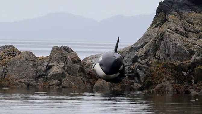 Volunteers Save Stranded Orca In British Columbia