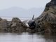 Volunteers Save Stranded Orca In British Columbia
