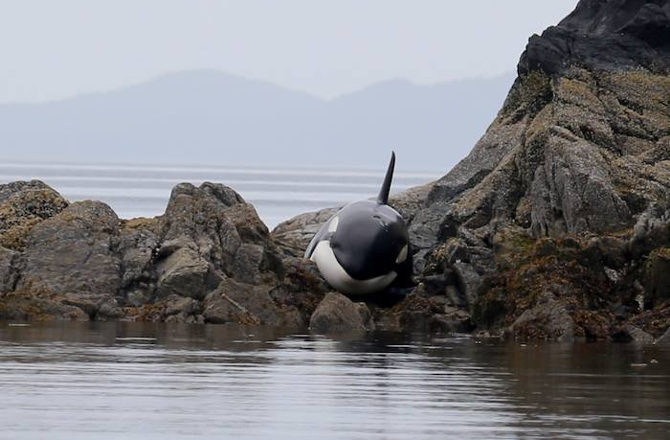 Volunteers Save Stranded Orca In British Columbia
