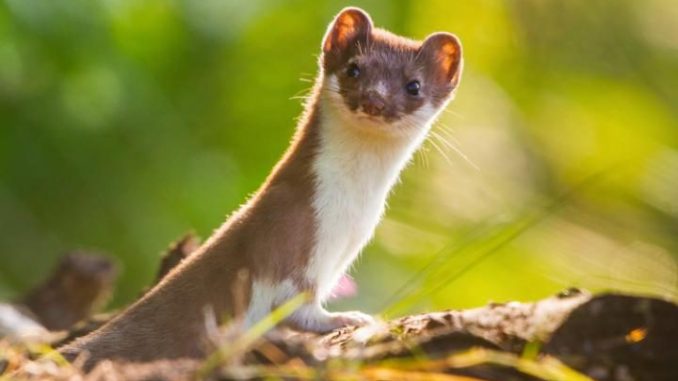 weasel