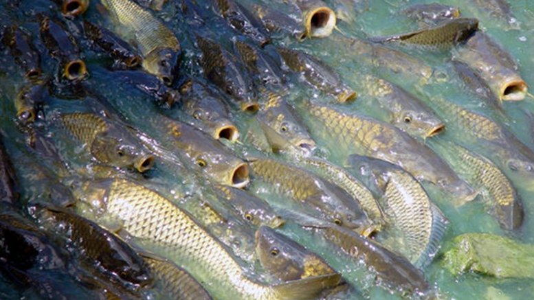 Australia to release herpes virus under water