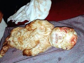 Goat born with a human face scares a local village