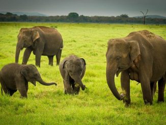 elephants
