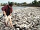 Thousands of dead creatures found dead on Chile's beaches