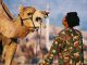 Angry abused camel bites off owners head