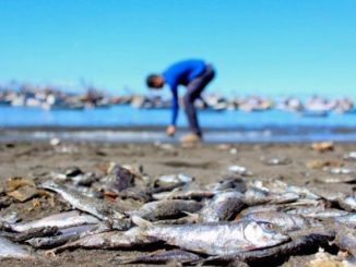 20 million salmon die in Chile