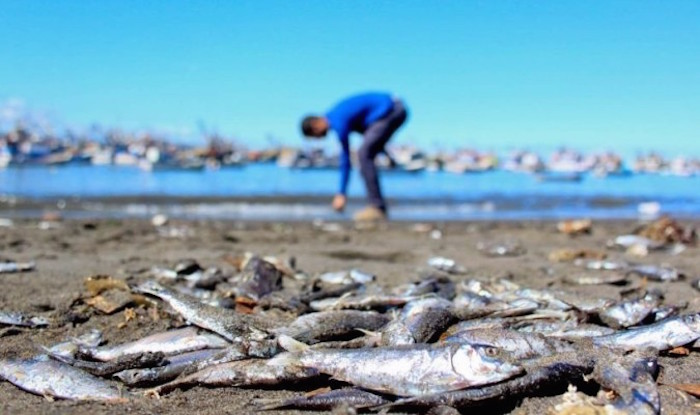 20 million salmon die in Chile