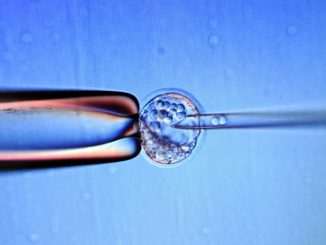 human embryo