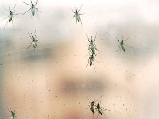 US Considers Infecting Mosquitoes With Bacteria To Stop Zika Virus