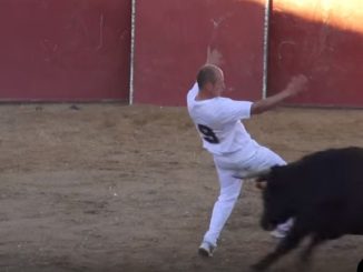 bull