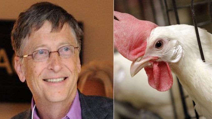 Bolivia Tell Bill Gates He Can Keep His Chickens!