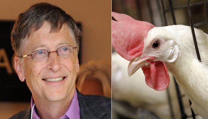 Bolivia Tell Bill Gates He Can Keep His Chickens!