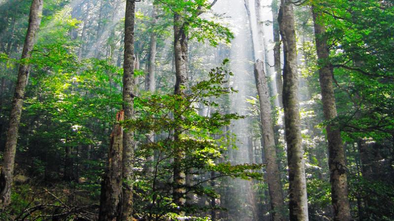 Norway Becomes The First Country To Commit To Zero Deforestation