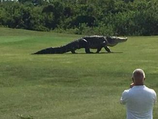 Alligator