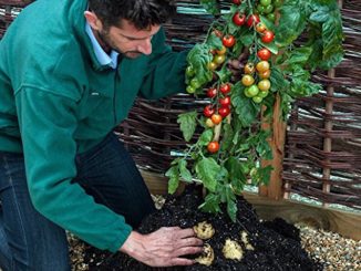 Pomtato: Scientists unveil a plant that grows ketchup and fries