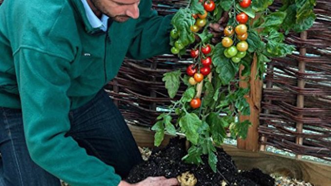 Pomtato: Scientists unveil a plant that grows ketchup and fries