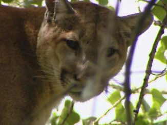 mountain lion
