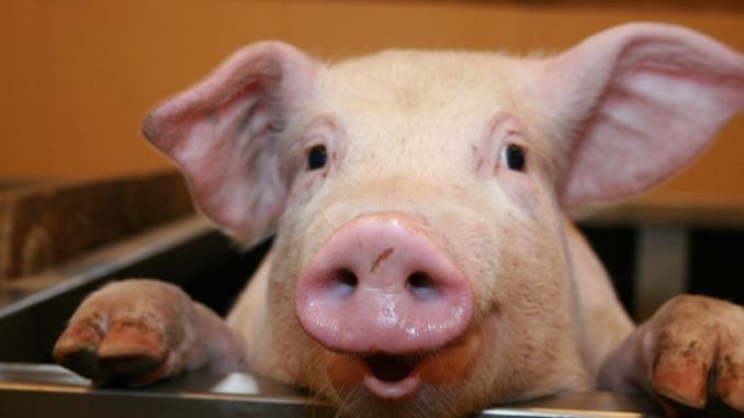 Scientists from the University of California are growing human organs inside pigs in a bid to overcome the worldwide shortage of human organs available for transplants.