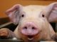 Scientists from the University of California are growing human organs inside pigs in a bid to overcome the worldwide shortage of human organs available for transplants.