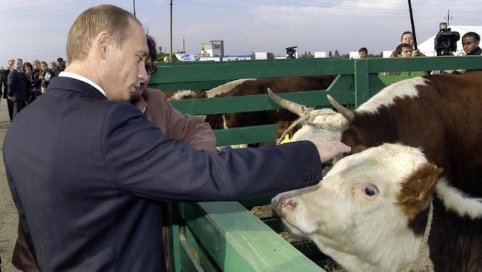 Putin permanently bans GMO animal feed in Russia