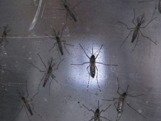 Zika virus is a growing threat, warn scientists