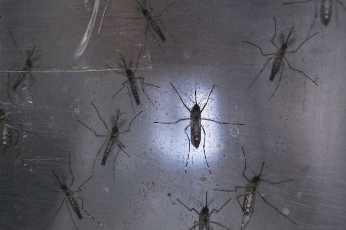 Zika virus is a growing threat, warn scientists