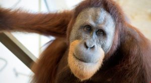 orangutan