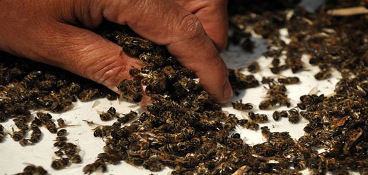Maryland bans pesticides linked to death of bees