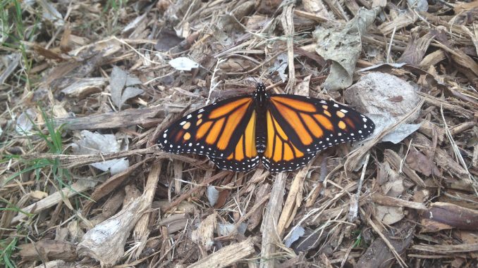 Butterflies in California are on the verge of becoming extinct due to the use of Monsanto's Glyphosate