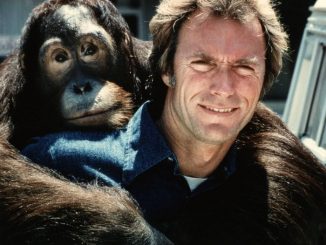 orangutan