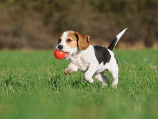 UK Vets' Warn Against Vaccine After Claims Of Dog Deaths