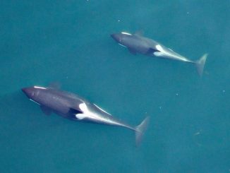 U.S. Navy Ordered To Lower Sonar Levels To Protect Whales