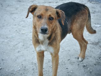 Outrage As Authorities In Karachi Poison Hundreds Of Stray Dogs