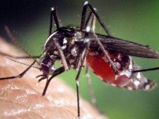 Zika