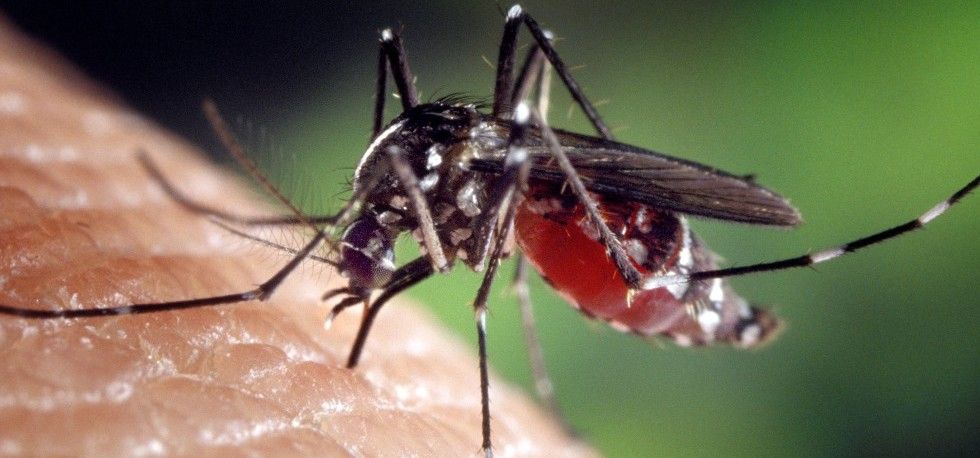 Zika