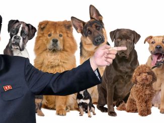 North Korea say dog meat is a superfood