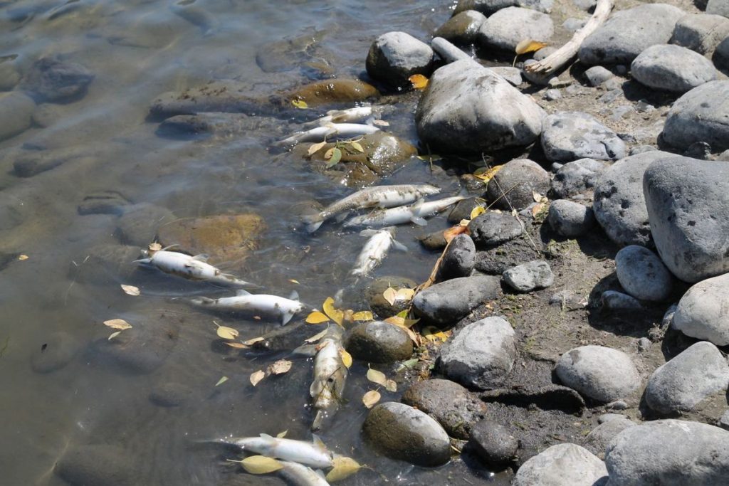 Yellowstone River Closes As Deadly Parasite Kills Thousands Of Fish