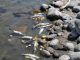 Yellowstone River Closes As Deadly Parasite Kills Thousands Of Fish