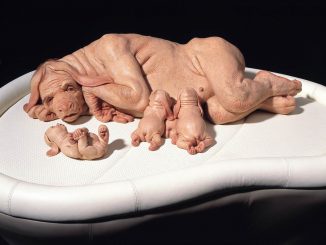US government authorise animal-human hybrid experimentation
