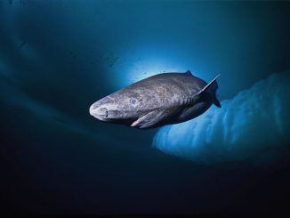 shark