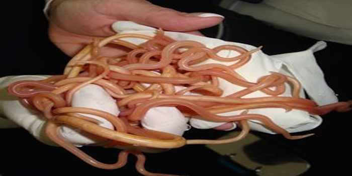 Pigs eat and drink the most disgusting things you can imagine, like urine, feces, and rotten foods. But the worst part is that the toxins they consume can’t be eliminated from their bodies, so they build up in their fat cells and organs, and you deposit these toxins in your own body when you consume pork.