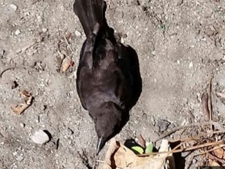 Dozens Of Birds Mysteriously Fall From Sky In Boston And Die