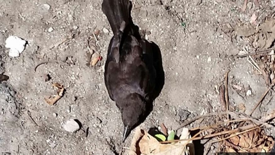 Dozens Of Birds Mysteriously Fall From Sky In Boston And Die