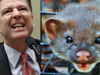 FBI Director James Comey, defended his decision not to recommend the DOJ prosecute Hillary Clinton, and pleaded with lawmakers not to call him a "weasel."